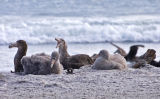 Southern Giant Petrels